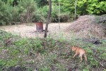 まだまだ竹に覆われている破滅小屋