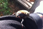 メスのカブトムシ（生きてる）